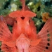 rhinopias_paddleflap_kbraerpr3_v_0314_sul7167.jpg
